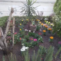 باغبانی وسمپاشی هرسکاری تعویض خاک گلدون|خدمات باغبانی و درختکاری|تهران, قیطریه|دیوار