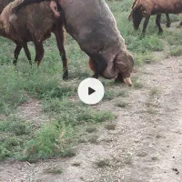 قوچ افشاری|حیوانات مزرعه|تاتار علیا, |دیوار