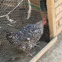 خروس محلی|حیوانات مزرعه|مشهد, ویلاشهر|دیوار