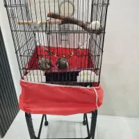 عروس هلندی یک جفت یک میلیون دویست هزار تومان