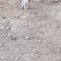 خروس|حیوانات مزرعه|ایرانشهر, |دیوار