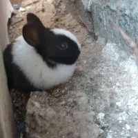 خرگوش نروماده|موش و خرگوش|سرپل ذهاب, |دیوار