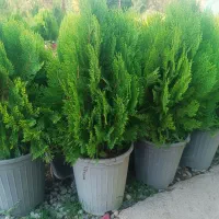 فروش انواع گل و گیاه باغچه ای و آپارتمانی|گل و گیاه طبیعی|کرج, کرج نو|دیوار