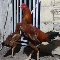 تخم مرغ  لاری اصیل نطفه دار و برهما