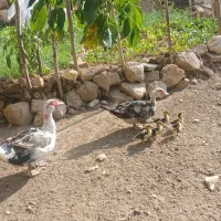 فروش اردک شمالی