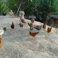 مرغ وخروس و بوقلمون|حیوانات مزرعه|گلی داغ, |دیوار