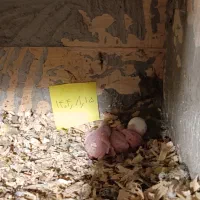 جفت شاه طوطی مولد با جوجه