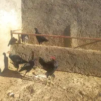 مرغ وخروس لاری|حیوانات مزرعه|گلبهار, شهر جدید گلبهار|دیوار