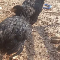 دومرغ جوا ن و خروس|حیوانات مزرعه|شوشتر, |دیوار