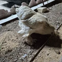 مرغ برهما کرچ|حیوانات مزرعه|آبیک, |دیوار