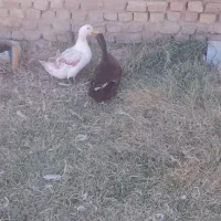 غاز واردک|حیوانات مزرعه|بروجرد, |دیوار