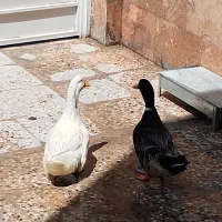 اردک تمیز ،خانگی ،چاق