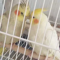 فروش تعدادی عروس هلندی نر وماده
