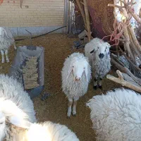 بره ماده محلی.چاق بردسیر