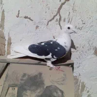 ماده مسافتی