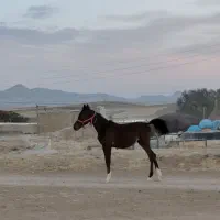 نریون عرب مصری