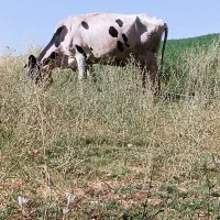 گاوهم شیرهم گوشت|حیوانات مزرعه|دهگلان, |دیوار