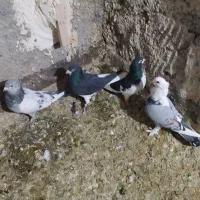 کیوتر|پرنده|شیراز, آزادگان|دیوار