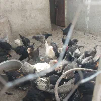 جوجه برهما و لاری و مرندی ریش دار همه نژاد دار اصل|حیوانات مزرعه|نیشابور, فیض آباد|دیوار