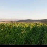 زمین-دیم