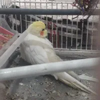 عروس هلندی ستاره ای