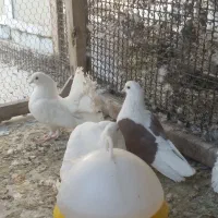 دو جفت چتری سفید نژاد دار