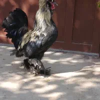 فروش خروس لاری و تزیینی مرغ جوجه|حیوانات مزرعه|کوار, |دیوار