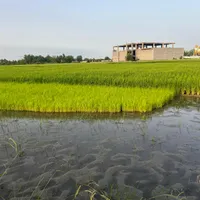 تیم نشا