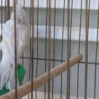 قناری نر سیلور|پرنده|شیراز, طلاب|دیوار