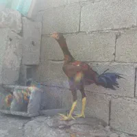 فروش سه عدد جوجه خروس و مرغ تا فردا