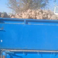 چغندر قند ،،نیشابور|عمدهفروشی|نیشابور, تختی|دیوار