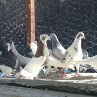 ۱۴ عدد کفتر باهم