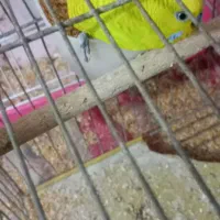 دو عدد مرغ عشق سبز زیبا با دو عدد جوجه سرحال|پرنده|اصفهان, محمودیه|دیوار