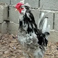 تخم مرغ نطفه دار گلین خاص