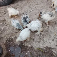 جوجه|حیوانات مزرعه|اردبیل, |دیوار