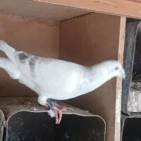 کفتر طوقی سبزوآبی|پرنده|مشهد, امام خمینی|دیوار