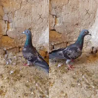 کفتر|پرنده|فسا, |دیوار
