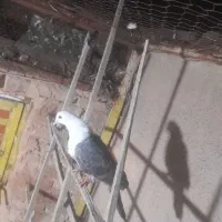 کله سفید سبز نر گرفتنی بدون پر پا|پرنده|سبزوار, مدرس|دیوار