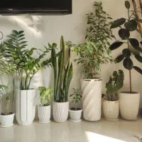 گل‌های آپارتمانی با گلدان سرامیکی