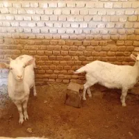 بزغاله ماده سانن