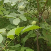 فروش نهال گردو کاغذی|گل و گیاه طبیعی|سراب, |دیوار