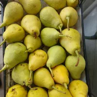 سیب انگور سرکه ای آلو سیاه لواشکی میوه فروشی|خوردنی و آشامیدنی|اصفهان, کوجان|دیوار
