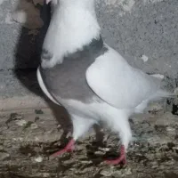 کبوتر|پرنده|پاپی, |دیوار