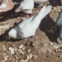 کبوتر طوقی و دمبی ماده|پرنده|دوگنبدان, |دیوار