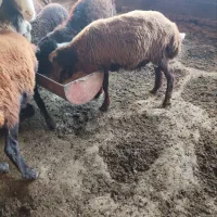 ۳تا نر کیلو نیستن|حیوانات مزرعه|گرگان, |دیوار