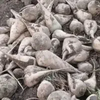 چغندرشیرین وبدون ریشه ۲۴ساعت پیش اززمین دراوردیم