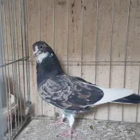 کفترپرشی|پرنده|قم, سید معصوم|دیوار