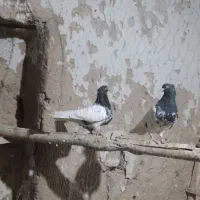کبوترکله سیاه کاکلی|پرنده|خرمدره, |دیوار