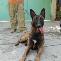 مالینویز سگ حرفه ای و نگهبان