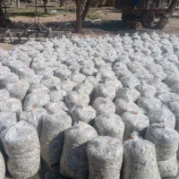 تفاله تر چغندر ۶۶۰۰